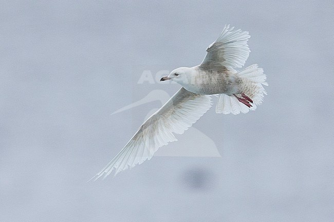 Iceland Gull (Larus glaucoides), immature in flight seen from below, Southern Region, Iceland stock-image by Agami/Saverio Gatto,