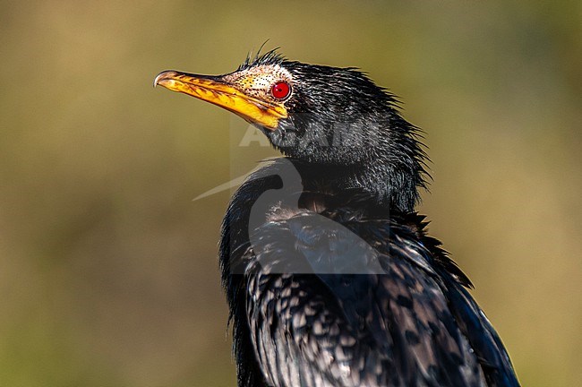 Close up portrait of a reed cormorant, Phalacrocorax africanus. Chobe River, Chobe National Park, Kasane, Botswana. stock-image by Agami/Sergio Pitamitz,