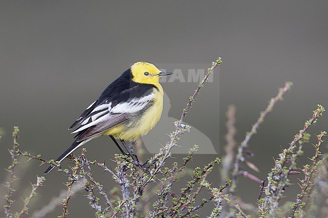 Citrine Wagtail - Zitronenstelze - Motacilla citreola ssp. calcarata, Kyrgyzstan, adult male stock-image by Agami/Ralph Martin,