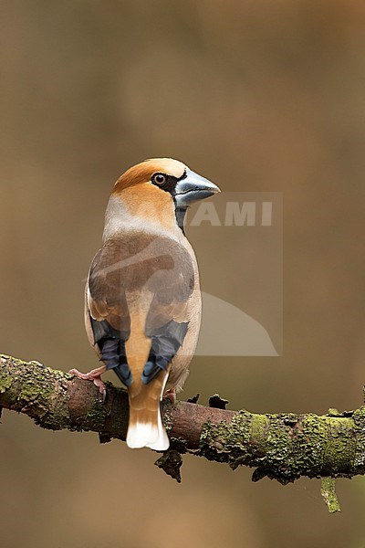 Appelvink kijkt over de schouder, Hawfinch looking over the shoulder stock-image by Agami/Walter Soestbergen,