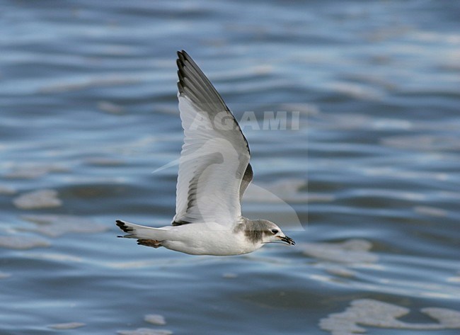 Juveniele Vorkstaartmeeuw in de vlucht; Juvenile Sabine\'s Gull in flight stock-image by Agami/Reint Jakob Schut,