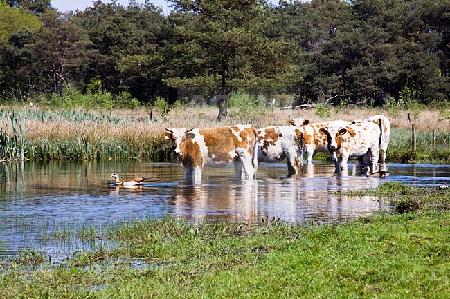Koeien zoeken verkoeling in het Drenths-Friese Wold; Cows cool themselves in the Drenths-Friese Wold stock-image by Agami/Theo Douma,