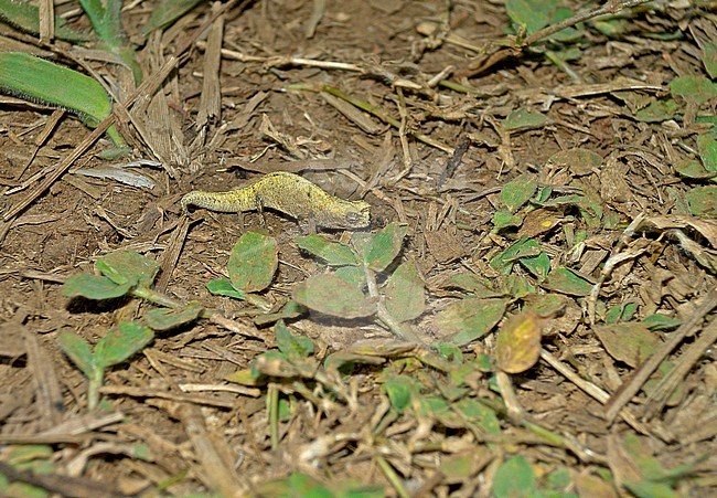 Montagne d'Ambre leaf chameleon (Brookesia tuberculata) on the forest floor. A diminutive chameleon from far northern Madagascar. stock-image by Agami/Pete Morris,