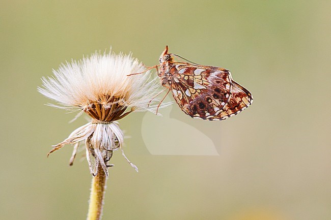 Paarse parelmoervlinder, Violet Fritillary, Boloria dia stock-image by Agami/Iolente Navarro,
