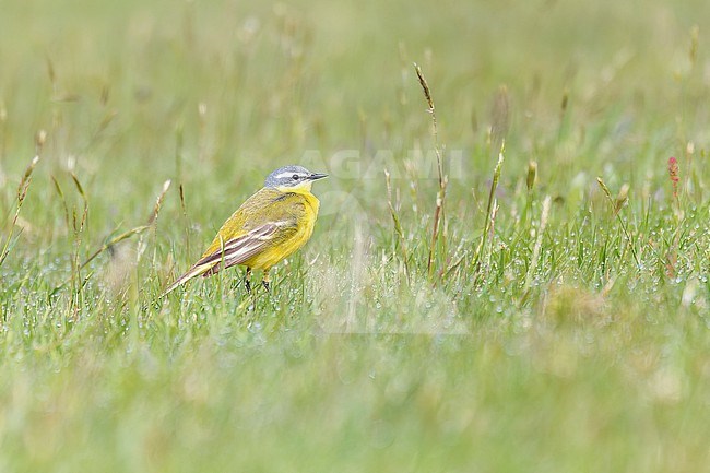 An adult male Yellow Wagtail (Motacilla flava) is seen in a grassy field with dew drops on the grass stock-image by Agami/Jacob Garvelink,