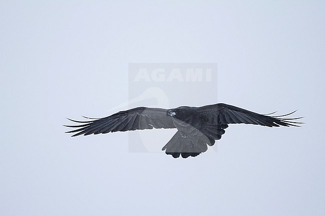 Common Raven (Corvus corax ssp. corax) in flight in a snow storm in arctic northern Norway. stock-image by Agami/Ralph Martin,