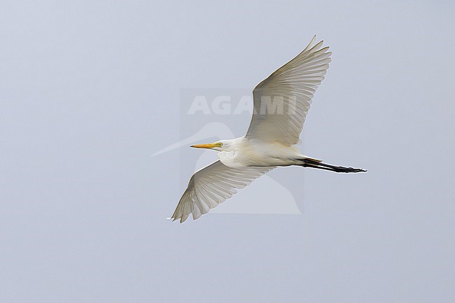 Intermediate egret, Ardea intermedia, in Oman. stock-image by Agami/Sylvain Reyt,