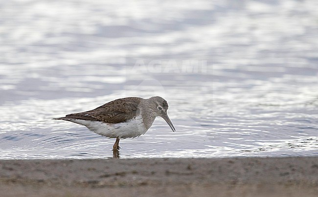 Worn adult summer Common Sandpiper (Actitis hypoleucos) after breeding season in the Netherlands. stock-image by Agami/Edwin Winkel,