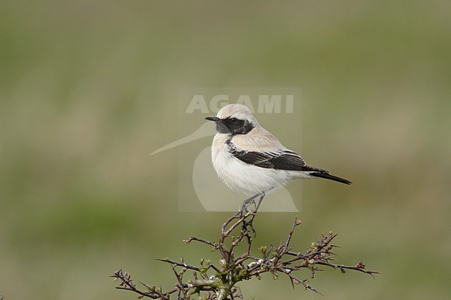 Woestijntapuit man zittend op tak; Desert Wheatear male perched on branch stock-image by Agami/Reint Jakob Schut,