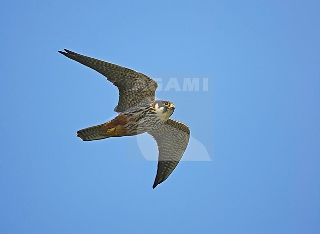 Volwassen Boomvalk in vlucht; Adult Eurasian Hobby in flight stock-image by Agami/Markus Varesvuo,