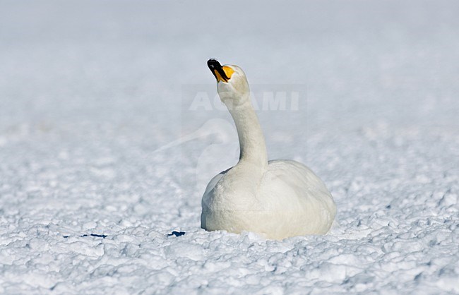 Wilde Zwaan zittend op sneeuwgrond; Whooper Swan resting on snow stock-image by Agami/Roy de Haas,