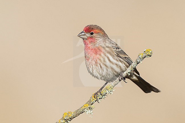 Adult male
Santa Barbara Co., CA
November 2022 stock-image by Agami/Brian E Small,