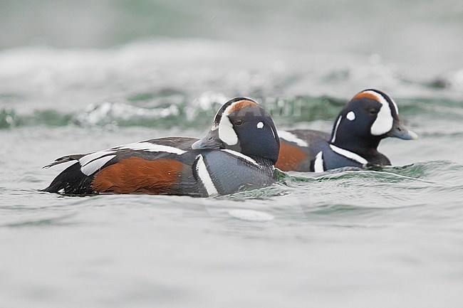 Harlequin Duck (Histrionicus histrionicus), two males swimming in a river stock-image by Agami/Saverio Gatto,