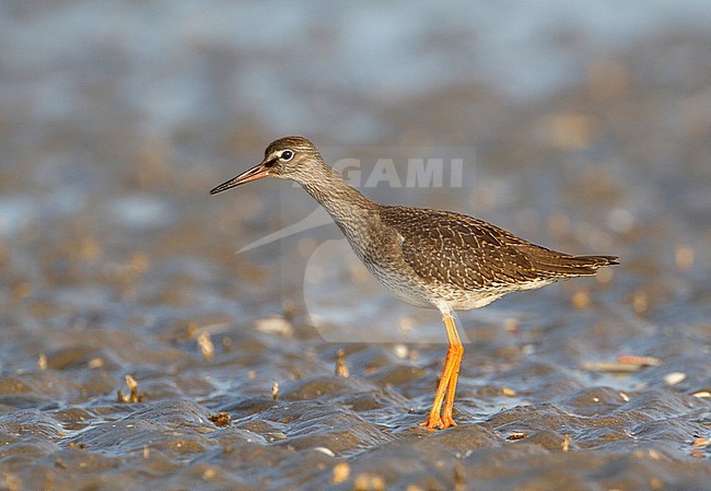 Juveniele Tureluur, Juvenile, Common Redshank stock-image by Agami/Karel Mauer,