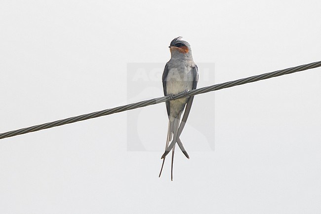 Crested Treeswift (Hemiprocne coronata) sitting on a wire near Fang, Thailand stock-image by Agami/David Monticelli,