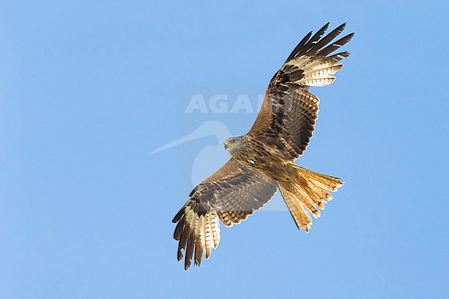 Rode Wouw in de vlucht; Red Kite in flight stock-image by Agami/Daniele Occhiato,