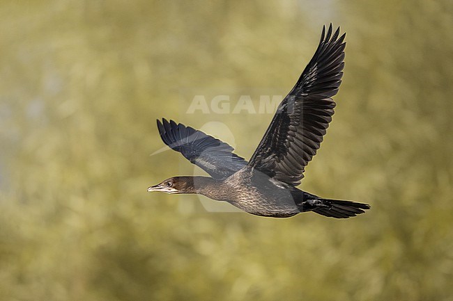 Pygmy Cormorant, Microcarbo pygmeus, in Italy. stock-image by Agami/Daniele Occhiato,