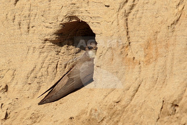 Oeverzwaluw zittend voor nest ingang; Sand martin sitting in front of nest stock-image by Agami/Walter Soestbergen,