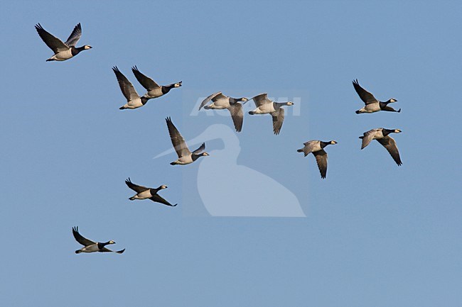 Groep Brandganzen in de vlucht; Group of Barnacle Geese in flight stock-image by Agami/Arnold Meijer,