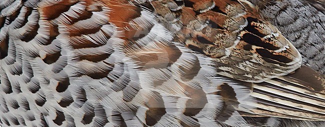 Hazelhoen veren, Hazel Grouse feathers stock-image by Agami/Markus Varesvuo,