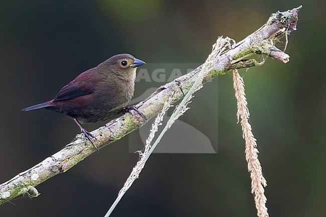 Red-faced Crimsonwing (Cryptospiza reichenovii) perched on a branch in a rainforest in Equatorial Guinea. stock-image by Agami/Dubi Shapiro,