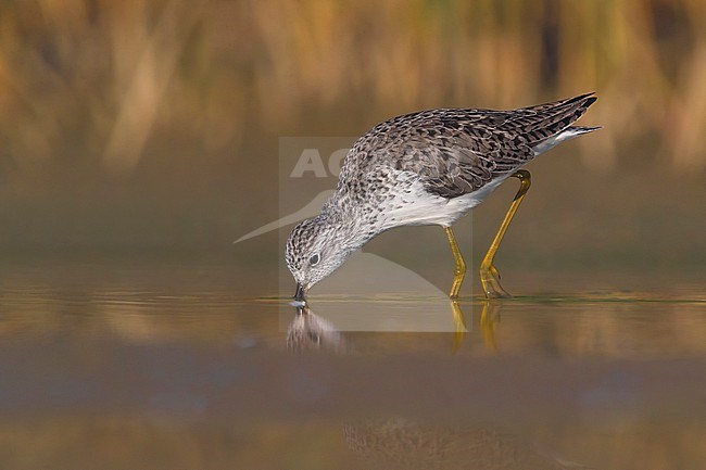 Marsh Sandpiper, Tringa stagnatilis, standing in shallow water in Italy during spring migration. stock-image by Agami/Daniele Occhiato,