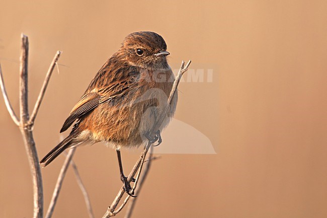 Vrouwtje Roodborsttapuit; Female European Stonechat stock-image by Agami/Rob Olivier,