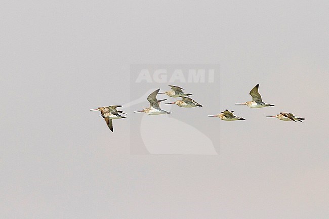 Bar-tailed Godwit - Pfuhlschnepfe - Limosa lapponica stock-image by Agami/Ralph Martin,