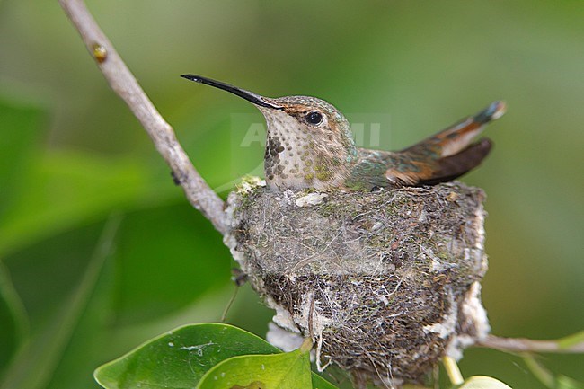 Adult female Allen's Hummingbird (Selasphorus sasin) sitting on her nest  in Los Angeles County, California, USA. stock-image by Agami/Brian E Small,
