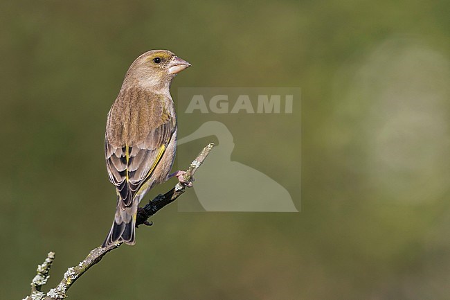 Greenfinch - Grünfink - Carduelis chloris ssp. chloris, Germany, 2nd cy, female stock-image by Agami/Ralph Martin,