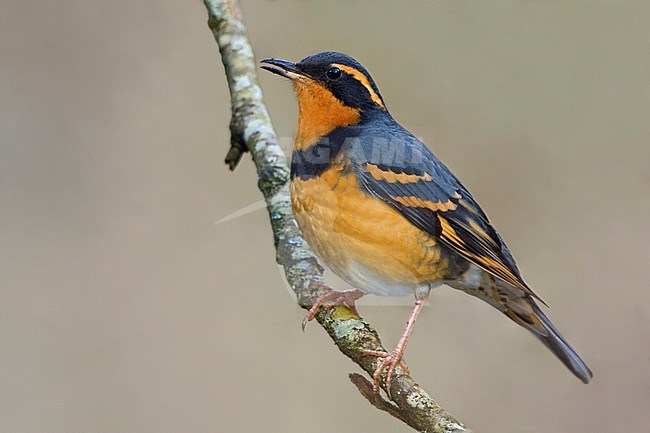 Varied Thrush (Ixoreus naevius) perched on a branch in Victoria, BC, Canada. stock-image by Agami/Glenn Bartley,