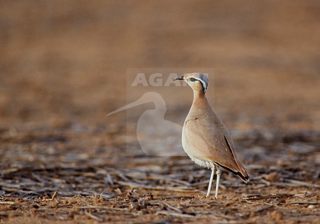 Renvogel in halfwoestijn; Cream-coloured Courser semi desert stock-image by Agami/Markus Varesvuo,