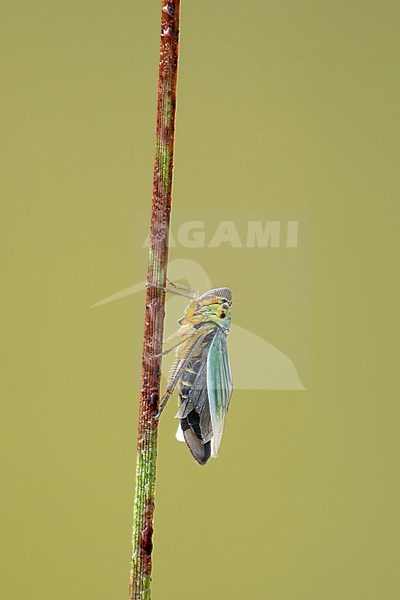 Groene Cicade;  Green Leafhoppers stock-image by Agami/Walter Soestbergen,