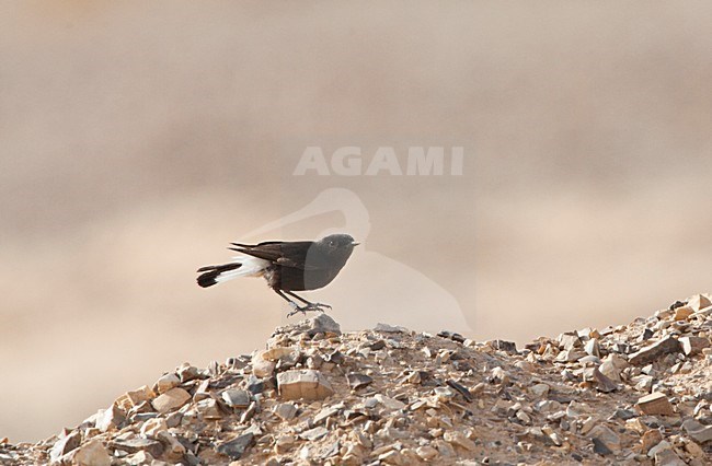 Basalt Tapuit, Basalt Wheatear stock-image by Agami/Marc Guyt,