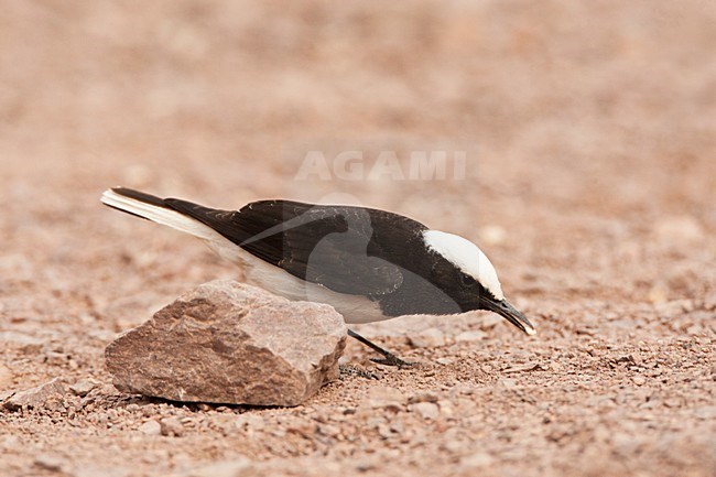 Monnikstapuit, Hooded Wheatear stock-image by Agami/Marc Guyt,