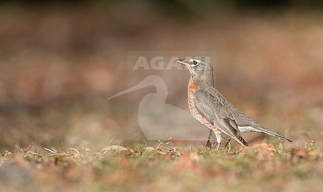 American Robin (Turdus migratorius) perched in a tree in North America during autumn migration. Pale individual. stock-image by Agami/Ian Davies,