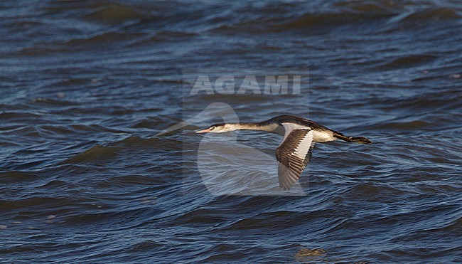 Vliegende Fuut in winterkleed, Non-breeding Great Crested Grebe in flight stock-image by Agami/Karel Mauer,