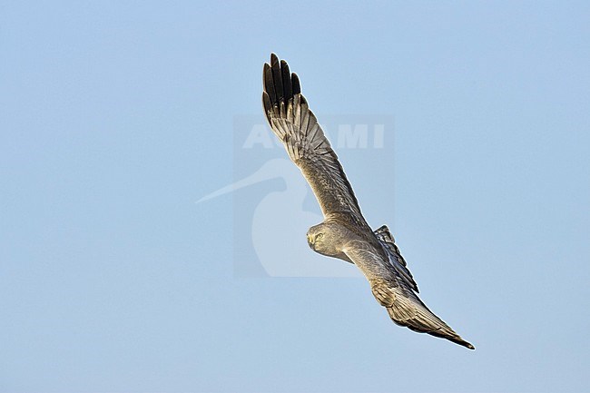 Adult male Northern Harrier (Circus hudsonius) in flight during late autumn.
Kern County, California, USA. stock-image by Agami/Brian E Small,