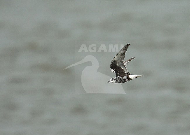 Adult White-winged Tern (Chlidonias leucopterus) moulting to winter plumage at Wissenkerke in the Netherlands. stock-image by Agami/Kris de Rouck,