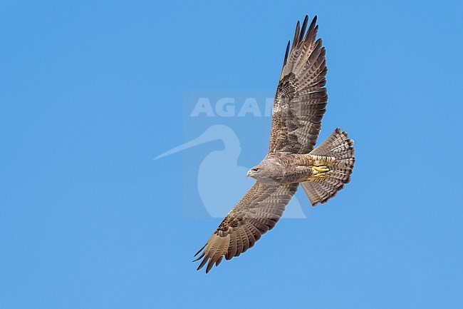 Adult (dark morph)
San Diego Co., CA
April 2023 stock-image by Agami/Brian E Small,