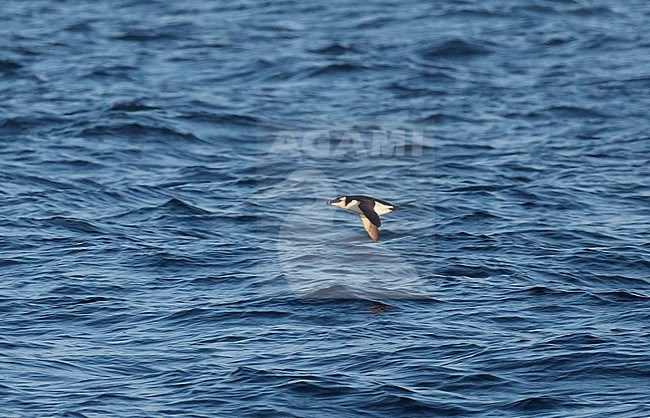 Adult Razorbill (Alca torda) migrating past Dutch coast during winter. stock-image by Agami/Edwin Winkel,