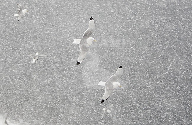 Drieteenmeeuw volwassen vliegend in sneeuw; Black-legged Kittiwake adult flying in snow stock-image by Agami/Markus Varesvuo,