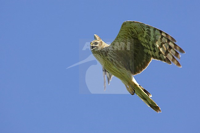 Blauwe Kiekendief; Hen Harrier; Circus cyaneus stock-image by Agami/Jari Peltomäki,