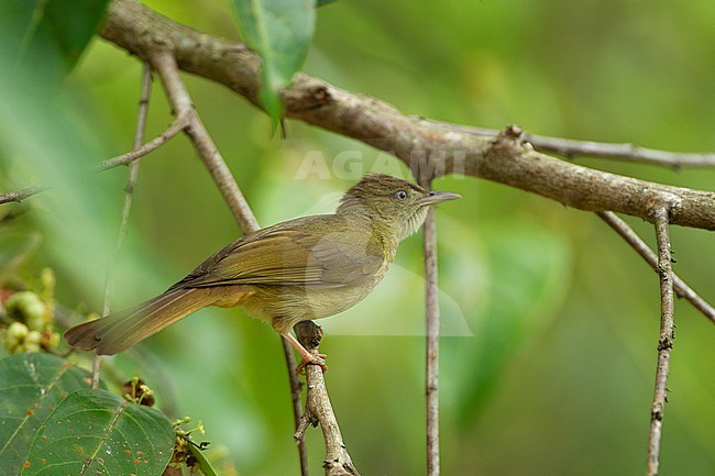 Grey-eyed Bulbul (Iole propinqua) at Khao Yai National Park, Thailand stock-image by Agami/Helge Sorensen,