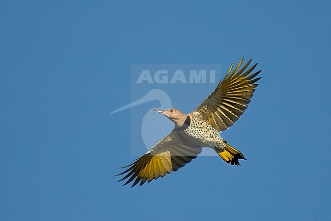 Female Yellow-shafted Northern Flicker (Colaptes auratus luteus) in flight against blue sky stock-image by Agami/Kari Eischer,