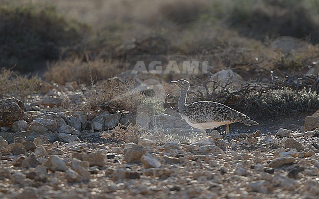 Houbara Bustard (Chlamydotis undulata fuertaventurae) at Tindaya Plains, Fuerteventura, Canary Islands stock-image by Agami/Helge Sorensen,