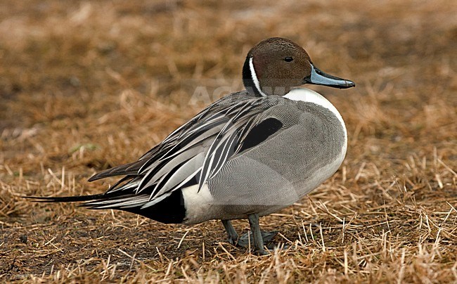 Mannetje Pijlstaart; Male Northern Pintail stock-image by Agami/Roy de Haas,