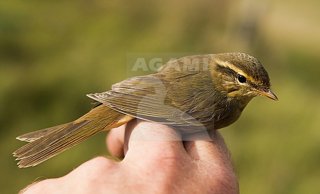 Raddes Boszanger; Radde's Warbler; Phylloscopus schwarzi stock-image by Agami/Arnoud B van den Berg ,