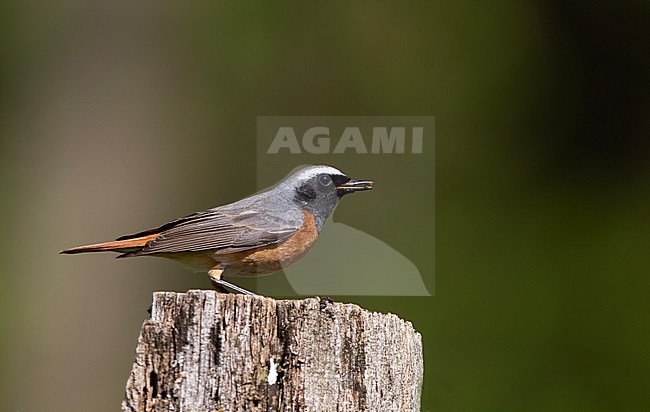 Adult male Common Redstart (Phoenicurus phoenicurus phoenicurus) perched on a fence post at North Zealand, Denmark stock-image by Agami/Helge Sorensen,