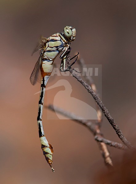 Imago Vaandeldrager; Adult Bladetail stock-image by Agami/Fazal Sardar,